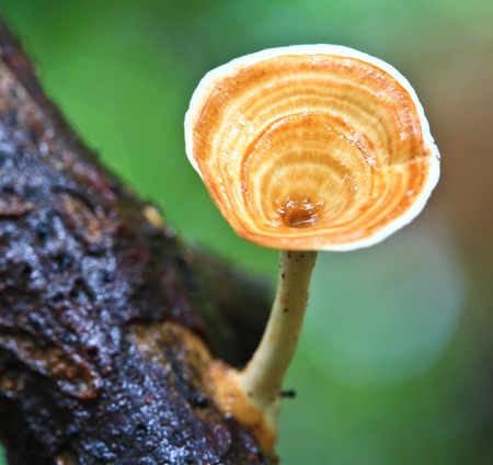 Mushrooms in the forestの写真素材