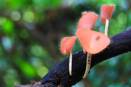 Mushrooms in the forest Mushroom Champagne の写真素材