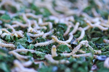 silkworms eating mulberry leaf closeup nature silk worms 