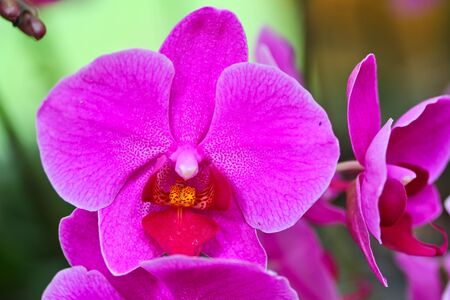 Beautiful purple pink orchid - phalaenopsis の写真素材
