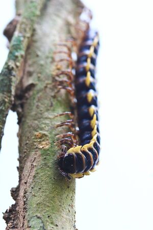 Insectの写真素材