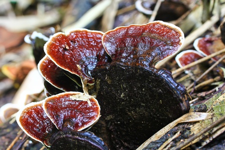 Mushrooms in the forest