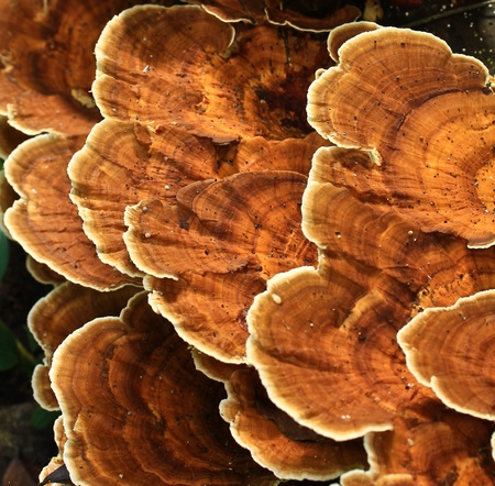 Mushrooms in the forestの写真素材