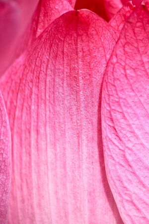 Beautiful lotus pink backgroundの写真素材