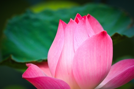 Beautiful lotus pink backgroundの写真素材