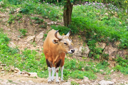 Banteng, red bull in rainforest of Thailand  の写真素材