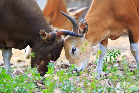 Banteng, red bull in rainforest of Thailand  の写真素材