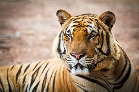 Tigerの写真素材