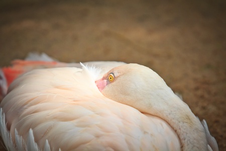 Flamingos の写真素材
