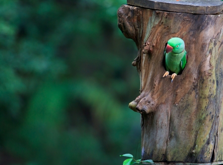 Colorful parrot Beautiful 