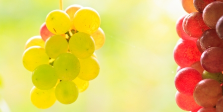 purple red grapes with green leaves on the vine の写真素材