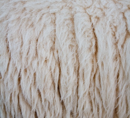close up sheepskin texture background の写真素材