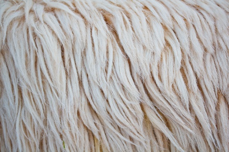 close up sheepskin texture background の写真素材