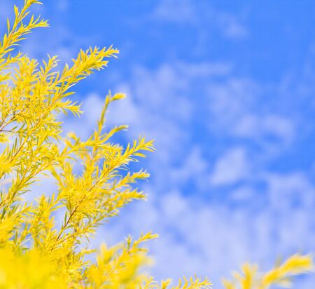 Leaves Treetop blue sky background
