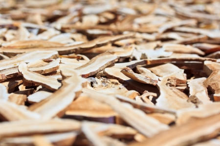 Dried Lingzhi mushroom or Ganoderma tsugae の写真素材