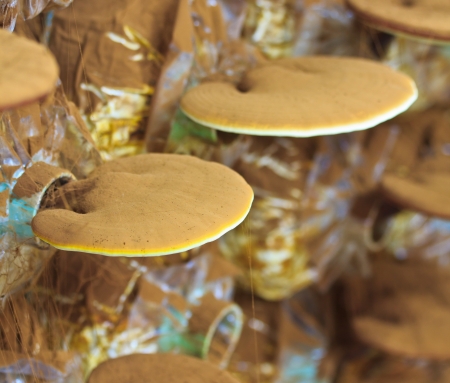 mushroom Ganoderma lucidum in the mushroom farm の写真素材
