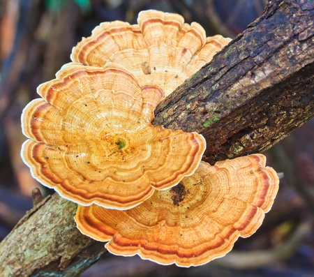 Nature Brown mushrooms in the forest の写真素材