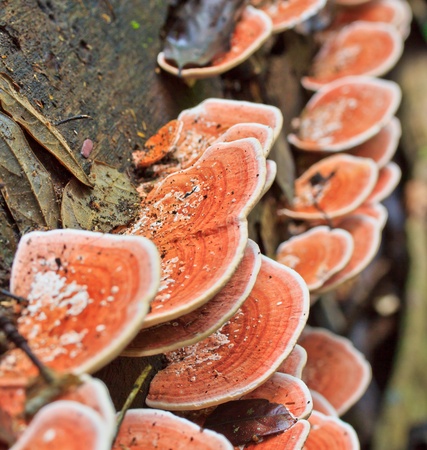 Nature Pink mushrooms in the forest 