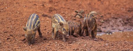 Wild boar family の写真素材