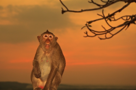 monkeyの写真素材