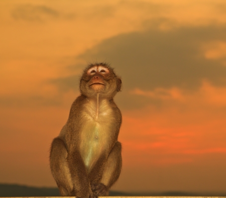 monkeyの写真素材