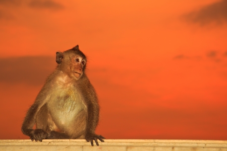 monkeyの写真素材