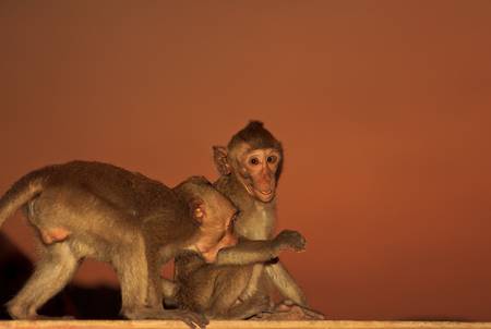 monkeyの写真素材