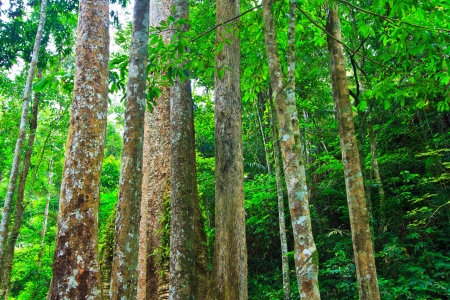 Big tree in the forest Thailand の写真素材