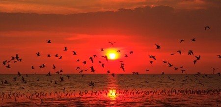 Sunset at sea many seagull flying 