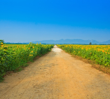 Sunflower Roadの写真素材