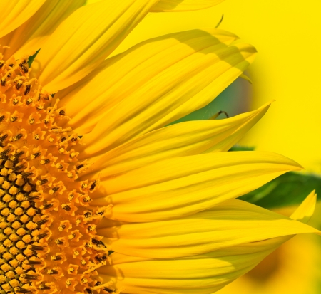 sunflowersの写真素材