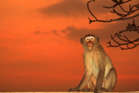 monkey sunsetの写真素材