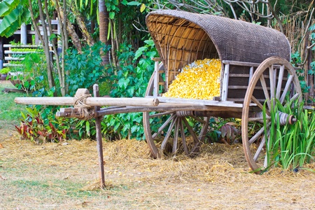Group of silkworm cocoons nests Bombycidae is a family of mothsの写真素材