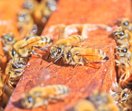 Beekeeping bees