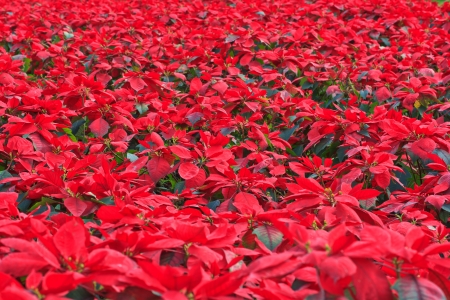 Christmas Flowers, Red の写真素材