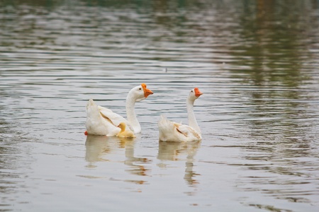 Gooseの写真素材