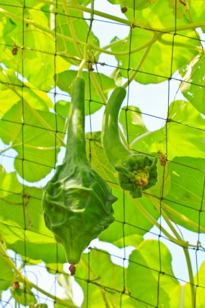 Calabash の写真素材