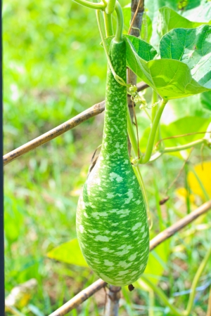 Calabash の写真素材