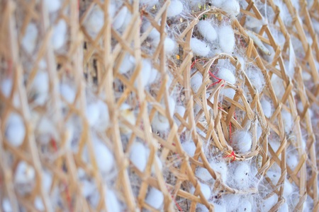 Group of silkworm cocoons nests Bombycidae is a family of mothsの写真素材