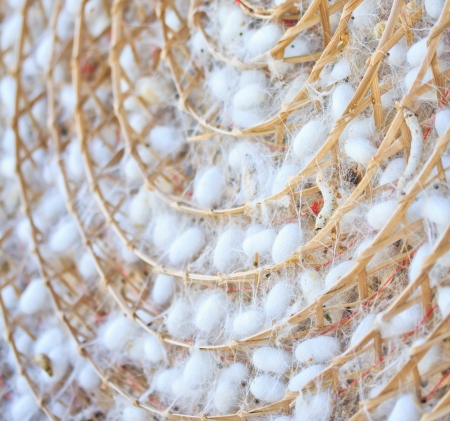 Group of silkworm cocoons nests Bombycidae is a family of mothsの写真素材