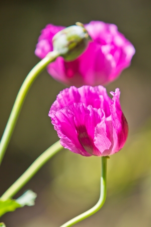 Opium poppy の写真素材
