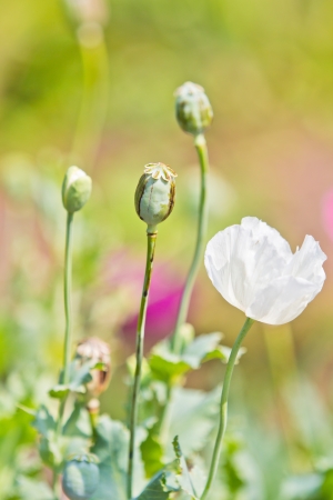 Opium poppy の写真素材
