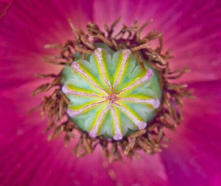 Opium poppy の写真素材