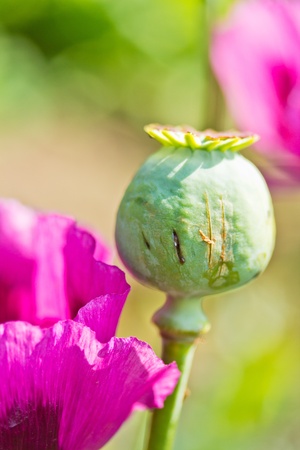 Opium poppy の写真素材