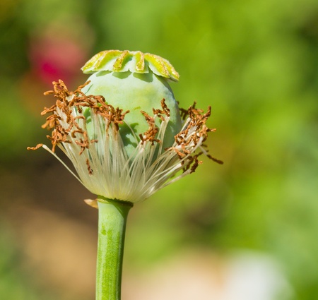 Opium poppy の写真素材