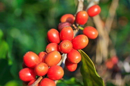 Coffee trees の写真素材