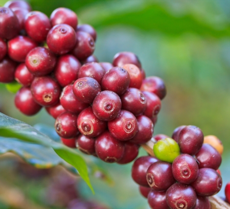 Coffee trees の写真素材
