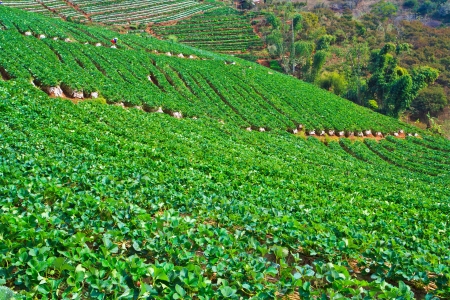 strawberries farm at Chiangmai Thailand の写真素材