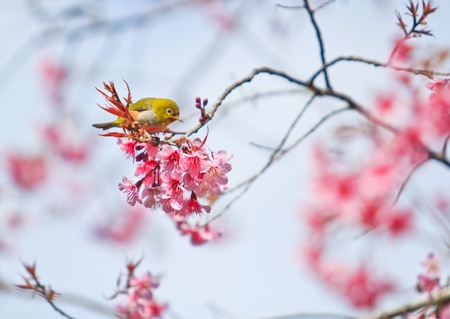 white-eye Bird on Cherry Blossom and sakura
