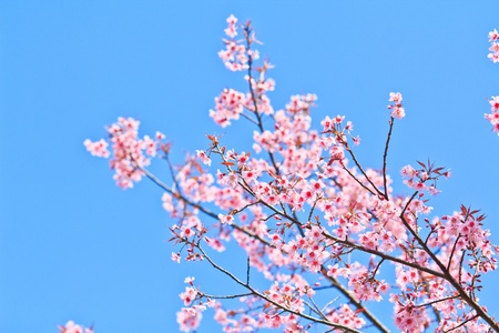 Cherry Blossom and sakura の写真素材